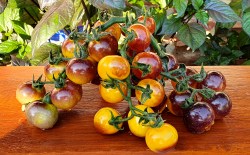 blue gold berries1